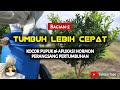 MEMPERCEPAT PERTUMBUHAN JERUK DENGAN KOCOR PUPUK & HORMON TUMBUH (ZPT)