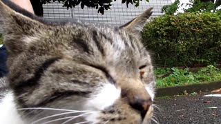 [野良猫]キジ白猫が目に入ると尻尾ピーンしながらモフられに来てくれました！[straycat]When a cat caught my eye, it came to me to be moffed!