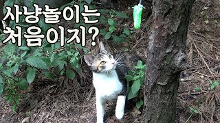 처음보는 장난감과 사랑에 빠진 아기 길고양이