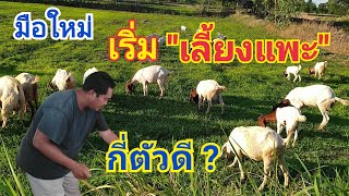 มือใหม่ เริ่มเลี้ยงแพะแกะ ควรเลี้ยงกี่ตัวดี ? | เล่าสู่กันฟัง by ชีลองฟาร์ม