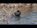 野鳥：オオバン／海辺の公園の池で 7d