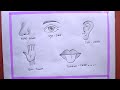 Want to Master 5 Sense Organs Drawing? Watch This Now