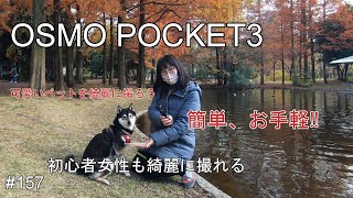 OSMO POCKET3で愛犬の撮影を気軽に綺麗に！＃OSMOPOCKET3＃愛犬の撮影＃豆柴＃柴犬