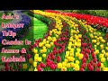 Asia’s Largest Tulip Garden in Jammu & Kashmir | HP Blog Store