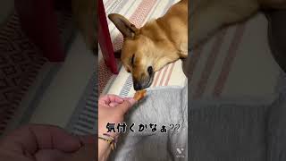 〔中型犬〕大好きなおやつ気付くかなぁ〜⁇⁇⁇