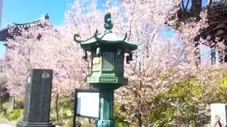 石上寺のくまがい桜2023