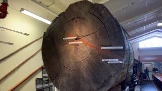 Old Kauri Logs in Matakohe Museum | New Zealand