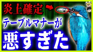 【ゆっくり解説】カワセミの残酷すぎる食事方法に批判殺到！これは叩かれて当然ですw