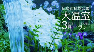 【広島市植物公園 大温室 2024年3月】みどころはラン