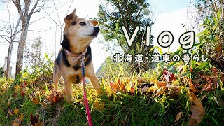 限界集落暮らしの日常 犬と猫のペットハウス おでん晩酌 『Vlog 北海道・道東の暮らし』Life in Hokkaido, Japan