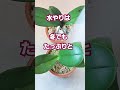 【胡蝶蘭】抜群の吸収力