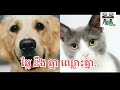 new video funny ​ឆ្កែ​​ និង ឆ្មា ឈ្លោះគ្នា...​ by the troll cambodia