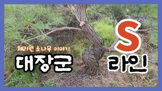 밑이 기준이며, 밑에 눈이 가는  s라인 소나무.