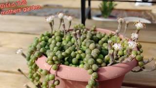 다육식물 녹영 키우기  녹영에서 에보니까지(The queen of mothers' garden) 7종류 알아보기 How to grow up succulent plants[20-9]