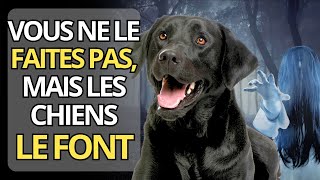 12 choses que votre chien peut voir et entendre mais que vous NE pouvez pas | spiritualité animale