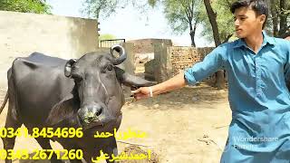 احمدشیرعلی260گ ب | 7بھینسیں برائےفروخت،01ستمبر2023 Pure Neli |  Nili Ravi Buffalo for Sale