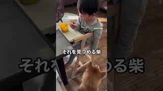 二歳児の食べ方をみつめる柴犬#shorts