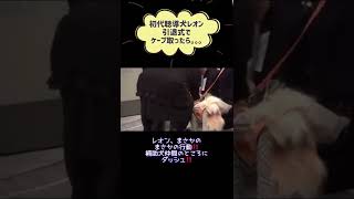 初代聴導犬レオンが引退式でケープを外したら。。。