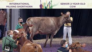 929 MILKING SHORT HORN SENIOR TWO YEAR OLD COW