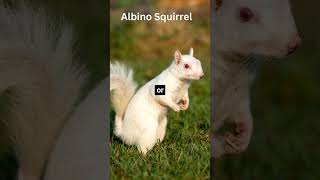 Are White Squirrels Albino? #shorts
