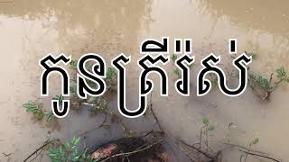 កូនត្រីរ៉ស់