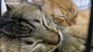 Sleeping Cat #cutecat #sleepingcats #cats #catlover #catvideos #cutecat #viralvideo #youtubeshorts