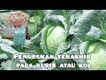 Pemupukan Untuk Menambah Bobot Dan Ukuran Pada Kubis/Kol