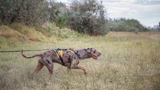 JK9 Mantrailing harness