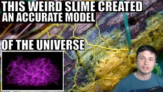 Slime Organism Creates An Accurate Model of the Universe
