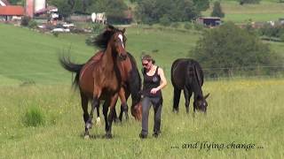 Susanne Lohas and her horses liberty outside - one at a time