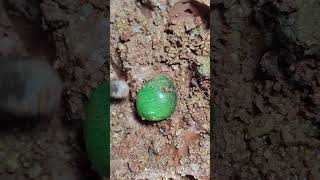 Full video on homepage#gems  #agate#crystal#gold#Gems#diamonds#gold mines#emeralds #pearl