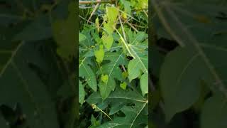 ଅମୃତ ଭଣ୍ଡା ଗଛ।PAPAYA /AMRUTA BHANDA TREE AT MY FARM. FLOWERING AND FRUITING.