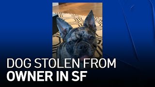 San Francisco Police Looking for Suspect in ‘Violent Robbery' of French Bulldog