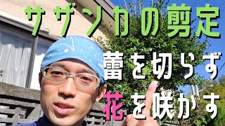 【庭木の剪定】サザンカ(ツバキ)の花を咲かせるお手入れ方法①