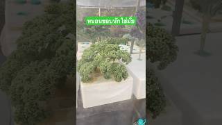 หนอนชอบนักใช่มั้ย กางมุ้งเลยจ้า #ปลูกผักกินเอง #vegetablegarden #ผักกางมุ้ง