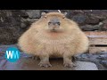 Top 5 Capybaras