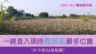 一鏡直入現時(豐樂圍魚塘)鳳眼藍最多位置