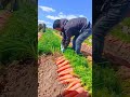 Carrot Harvest #satisfying #shortsvideo