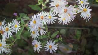 小さな窓の花ごよみ 158 去りゆく秋の日　♪明日に架ける橋：シャルロット・チャーチ ♪