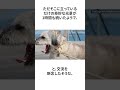 飼い主の想いは余計なお世話だったかも？ 雑学 可愛い犬 内向的 ぼっち犬