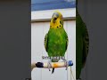 快分享计划 带着宠物去赏花 年轻人养宠图鉴 cuteparrot parrot birds