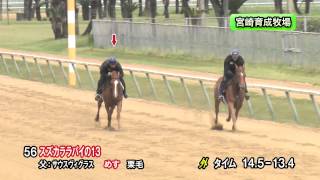 【2015育成馬展示会　調教映像】上場番号56 スズカララバイの１３