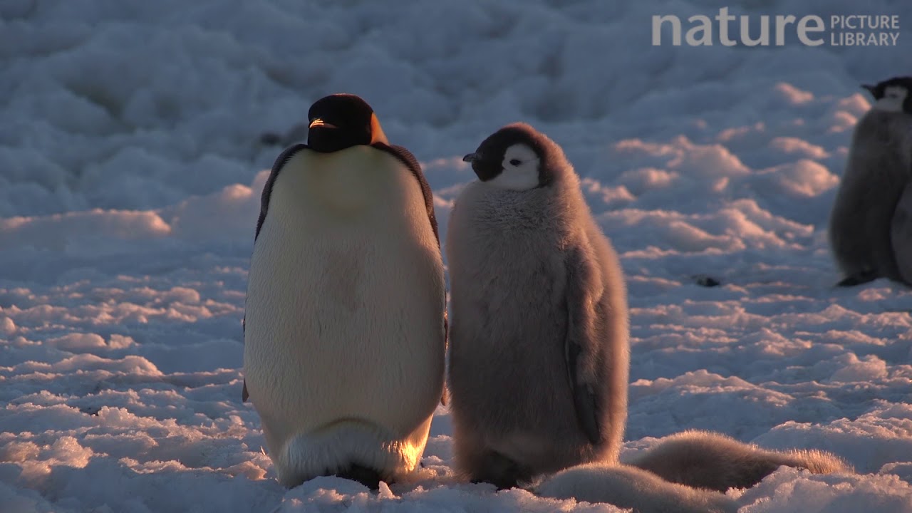 Emperor Penguin Chick Begging For Food From Parent Adelie Land