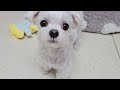 휴지심과 인형을 두고 견생 최대의 고민에 빠진 두찌 말티즈 maltese dog duzzi 귀여운강아지