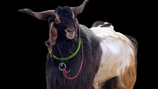 The Best Exotic Goats Collection at Al Quresh Goats, Mumbai