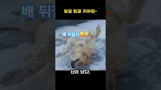 눈이 너무좋아 신난 리트리버🤣 #쇼츠 #shorts #골든리트리버 #리트리버 #retriever