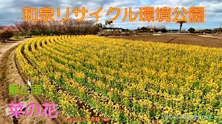 和泉リサイクル環境公園の菜の花（２０２４年２月１６日）静止画