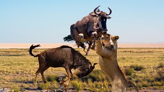 Poor Buffaloes Can't Encounter Power Of Fierce Lions - Cheetah vs Deer | Wild Animals Combat