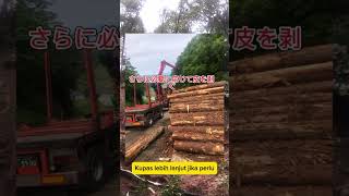 造材とは？？？#shorts#treeremoval#伐倒#伐採#皆伐#間伐#アーボリスト#arborist#チェンソー#gergajimesin#excavator#duniaexcavator