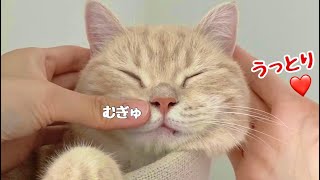 【猫ひげ袋】ぷっくりひげ袋をマッサージしたらうっとり顔になった猫！cat's whisker！Cute animals